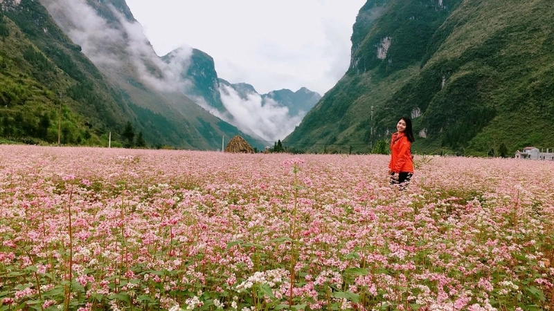 Ngắm Hoa Tam Giác Mạch Lũng Cú: Kinh Nghiệm Cần Biết Cho Phượt Thủ 4 dia diem ngam hoa tam giac mach dep nhat lung cu