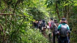 Kinh nghiệm trekking rừng Nam Cát Tiên